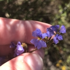 Dampiera stricta at Coolumburra, NSW - 28 Dec 2022