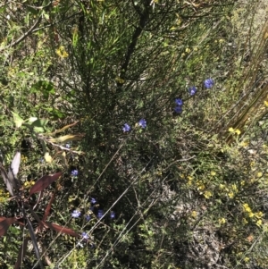 Dampiera stricta at Coolumburra, NSW - 28 Dec 2022