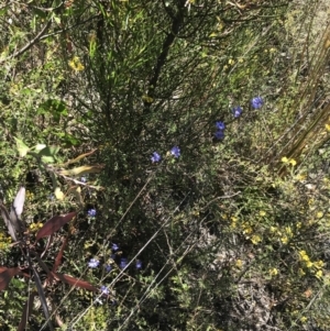 Dampiera stricta at Coolumburra, NSW - 28 Dec 2022 10:51 AM
