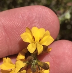 Goodenia bellidifolia subsp. bellidifolia (Daisy Goodenia) at Morton National Park - 27 Dec 2022 by Tapirlord