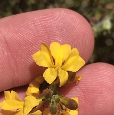 Goodenia bellidifolia subsp. bellidifolia (Daisy Goodenia) at Morton National Park - 27 Dec 2022 by Tapirlord