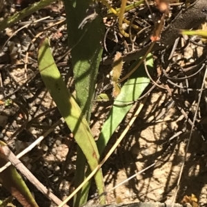 Goodenia bellidifolia subsp. bellidifolia at Sassafras, NSW - 28 Dec 2022