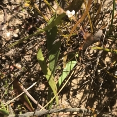 Goodenia bellidifolia subsp. bellidifolia at Sassafras, NSW - 28 Dec 2022