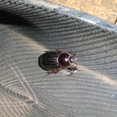 Dasygnathus sp. (genus) (Rhinoceros beetle) at QPRC LGA - 25 Jan 2023 by arjay