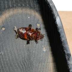 Dasygnathus sp. (genus) at Charleys Forest, NSW - suppressed