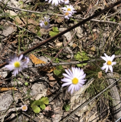 Brachyscome rigidula (Hairy Cut-leaf Daisy) at Wamboin, NSW - 25 Jan 2023 by Gdbush