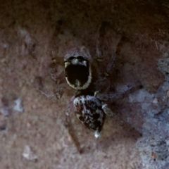 Maratus griseus (Jumping spider) at Florey, ACT - 25 Jan 2023 by KorinneM