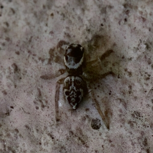 Maratus griseus at Florey, ACT - 26 Jan 2023