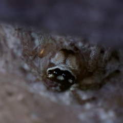 Maratus griseus at Florey, ACT - 26 Jan 2023