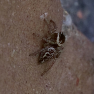 Hypoblemum griseum at suppressed - 26 Jan 2023