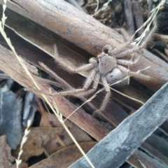 Isopeda sp. (genus) (Huntsman Spider) at Narrabundah, ACT - 25 Jan 2023 by Sam_