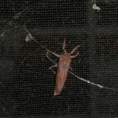 Elhamma australasiae (A Swift or Ghost moth (Hepialidae)) at Charleys Forest, NSW - 25 Jan 2023 by arjay