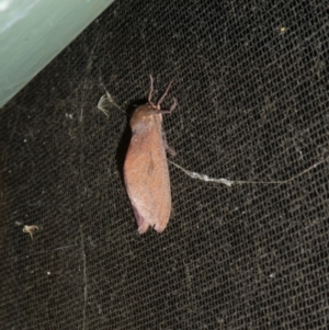 Elhamma australasiae at Charleys Forest, NSW - suppressed