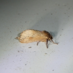 Elhamma australasiae at suppressed - 25 Jan 2023