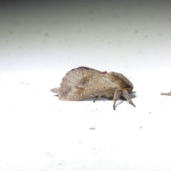 Elhamma australasiae (A Swift or Ghost moth (Hepialidae)) at Charleys Forest, NSW - 25 Jan 2023 by arjay