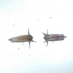 Elhamma australasiae (A Swift or Ghost moth (Hepialidae)) at Charleys Forest, NSW - 25 Jan 2023 by arjay