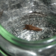 Elhamma australasiae (A Swift or Ghost moth (Hepialidae)) at Charleys Forest, NSW - 25 Jan 2023 by arjay