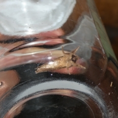 Elhamma australasiae at suppressed - 25 Jan 2023