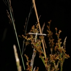 Pterophoridae (family) (A Plume Moth) at QPRC LGA - 25 Jan 2023 by arjay