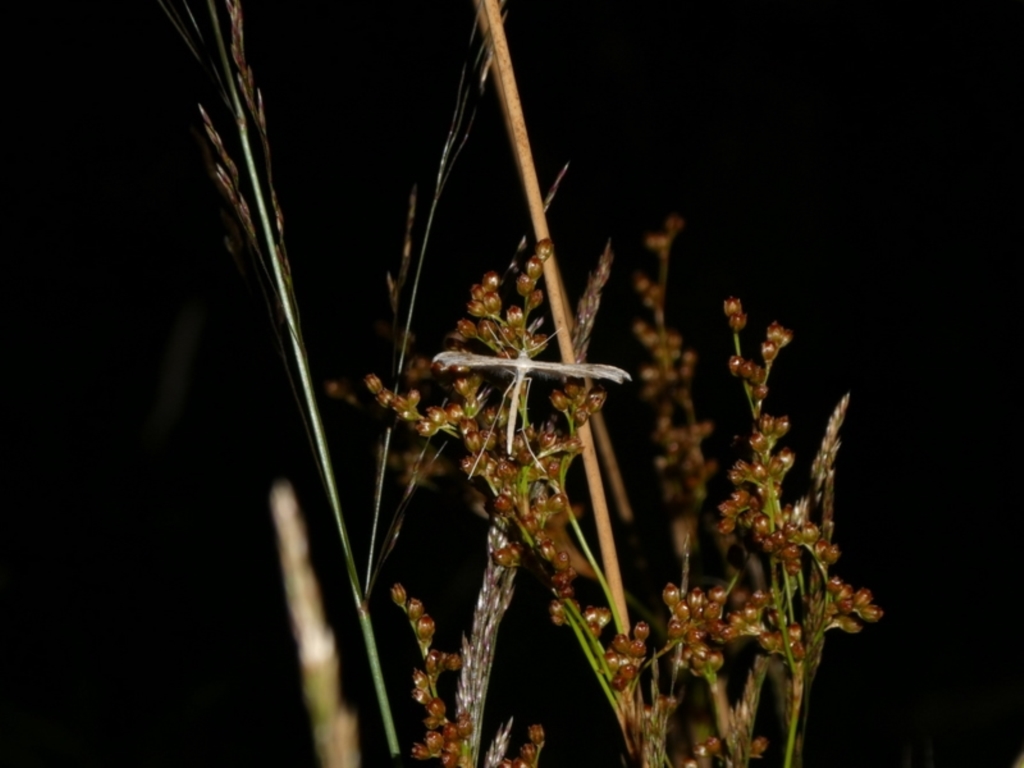 Pterophoridae (family) at suppressed - 25 Jan 2023