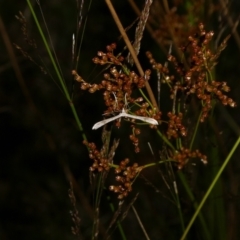 Pterophoridae (family) at Charleys Forest, NSW - suppressed