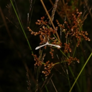 Pterophoridae (family) at Charleys Forest, NSW - suppressed