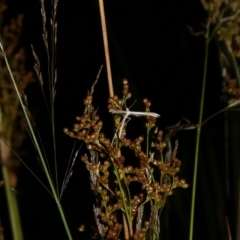 Pterophoridae (family) at Charleys Forest, NSW - 25 Jan 2023