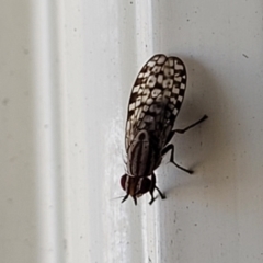 Sapromyza mallochiana (A lauxaniid fly) at Holt, ACT - 26 Jan 2023 by trevorpreston