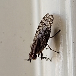 Sapromyza mallochiana at suppressed - 26 Jan 2023