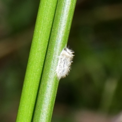 Unidentified Insect at Charleys Forest, NSW - 25 Jan 2023 by arjay