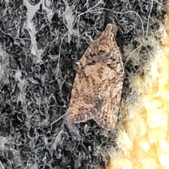 Capua dura (A Tortricid moth) at Holt, ACT - 25 Jan 2023 by trevorpreston