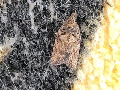 Capua dura (A Tortricid moth) at Holt, ACT - 25 Jan 2023 by trevorpreston