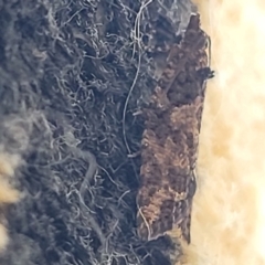 Capua dura at Holt, ACT - suppressed