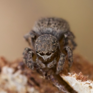 Maratus vespertilio at Stromlo, ACT - suppressed