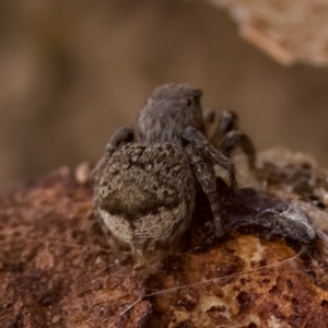 Maratus vespertilio at Stromlo, ACT - suppressed