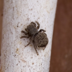 Maratus vespertilio at Stromlo, ACT - suppressed