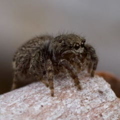 Maratus vespertilio at Stromlo, ACT - suppressed