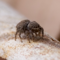 Maratus vespertilio at Stromlo, ACT - 21 Jan 2023