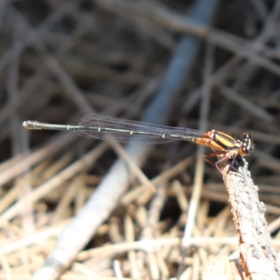 Nososticta solida (Orange Threadtail) at Belconnen, ACT - 25 Jan 2023 by Tammy