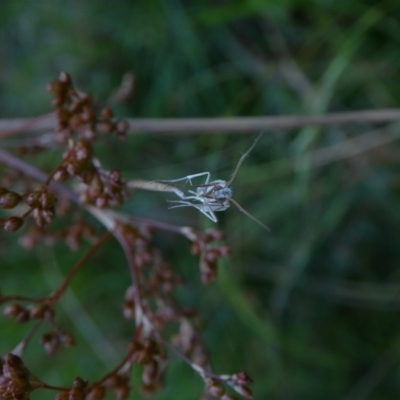 Hednota (genus) (A Crambid Snout Moth) at Mongarlowe River - 25 Jan 2023 by arjay