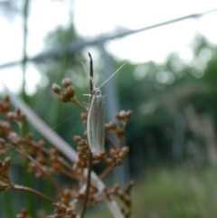 Hednota (genus) at Charleys Forest, NSW - 25 Jan 2023
