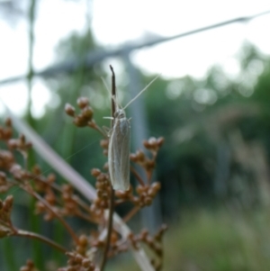 Hednota (genus) at suppressed - 25 Jan 2023