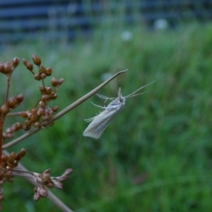 Hednota (genus) at suppressed - 25 Jan 2023