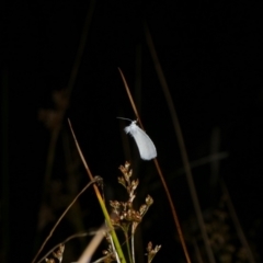 Tipanaea patulella (The White Crambid moth) at Charleys Forest, NSW - 25 Jan 2023 by arjay