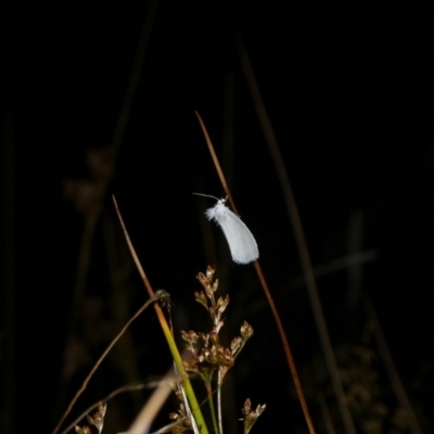 Tipanaea patulella (The White Crambid moth) at Charleys Forest, NSW - 25 Jan 2023 by arjay