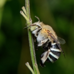 Amegilla (Zonamegilla) asserta (Blue Banded Bee) at Downer, ACT - 25 Jan 2023 by RobertD