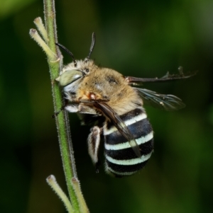 Amegilla (Zonamegilla) asserta at Downer, ACT - 26 Jan 2023