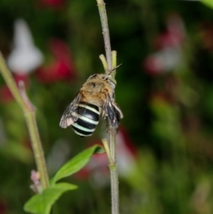 Amegilla (Zonamegilla) asserta at Downer, ACT - 26 Jan 2023