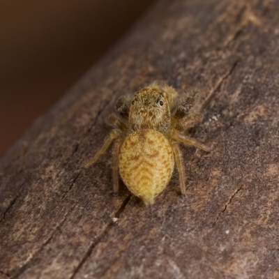 Unidentified Jumping or peacock spider (Salticidae) at Strathnairn, ACT - 21 Jan 2023 by KorinneM