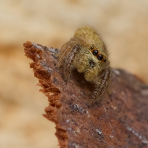 Opisthoncus sp. (genus) at Strathnairn, ACT - 21 Jan 2023 05:42 PM